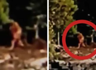 VIDEO | Turistas graban un Bigfoot real cerca de un lago en Canadá