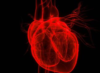 Qué expresa el cuerpo a través de los latidos del corazón, según los expertos