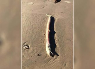 Extraña criatura fue encontrada en una playa de Texas