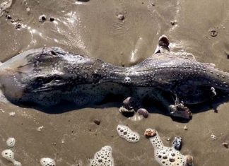 Encuentran una criatura marina ¿extraterrestre? en una playa del Reino Unido