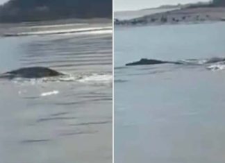 VIDEO | Graban una misteriosa criatura nadando en la costa de Carolina del Norte, y nadie sabe lo que es