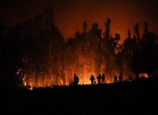 Incendios forestales: Estiman en US$10 millones los daños en zonas afectadas