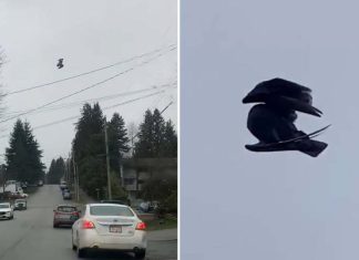 VIDEO | Varias personas graban un pájaro muerto inmóvil en el aire sobre una calle, ¿fallo en la Matrix?