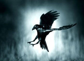 La leyenda del Tué Tué: El fatídico pájaro al que se le atribuye el anuncio de muertes y desgracias