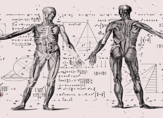 La fórmula matemática que predice el fin de la vida útil del organismo