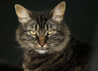 ¿Cómo se contagia? ¿Es mortal? Todo lo que sabemos de Sporothrix brasiliensis, el hongo de los gatos ya detectado en una persona