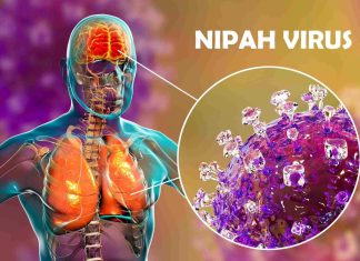 La posible próxima pandemia: este virus inflama el cerebro y mata a la mitad de sus víctimas