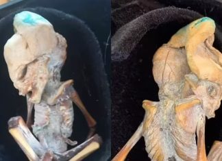 Científicos dieron su veredicto sobre el “alienígena” que sorprendió al mundo