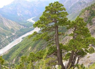 Más de 10 millones de árboles nuevos: el premiado plan que reforesta los Andes