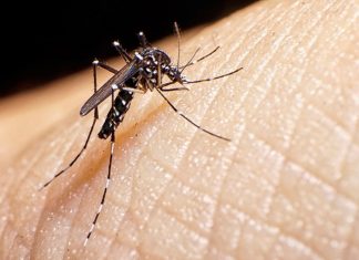 Qué es el dengue y cuáles son los síntomas de esta peligrosa enfermedad que transmite un mosquito