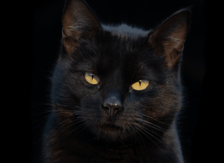 Este gato está aterrorizando una ciudad de Japón: ¿por qué es tan peligroso?