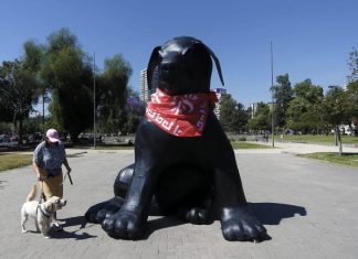 Rafael Gumucio: Perro Matapacos, pérdida total