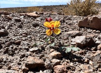 Investigadores chilenos estudian reintroducir alimentos valiosos para enfrentar el cambio climático