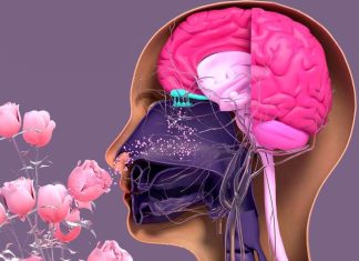Científicos identifican los 7 olores que mejoran la memoria y los procesos cognitivos del cerebro