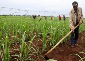 Cómo colapsó el producto más emblemático de la economía de Cuba: azúcar