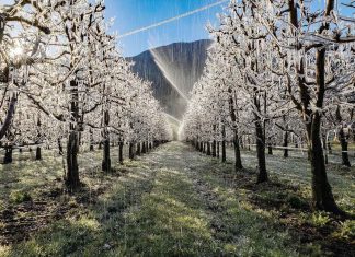 Meteorología emite advertencia por heladas en siete regiones del país: pronostica mínimas entre los -5° y 0° C