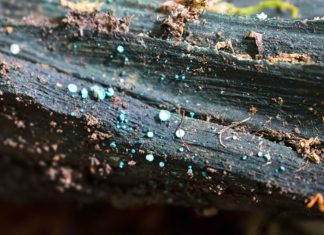 Investigadores chilenos crean materiales de construcción a partir de hongos