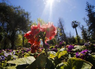 Pocas precipitaciones, temperaturas mínimas bajas y días cálidos: Meteorología entrega pronóstico para esta primavera
