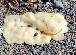 Inexplicable «sustancia misteriosa» en las playas desconcierta a científicos y residentes en Canadá
