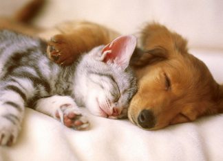 ISP emite alerta por infecciones parasitarias: Se transmite por contacto con perros y gatos