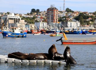 Talcahuano vive su peor amenaza: convertirse en un «pueblo fantasma» tras cierres de Huachipato y PacificBlu