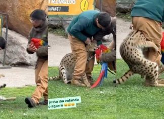 Video con imágenes muy fuertes: felino cazó a un guacamayo horrorizando a todos los asistentes del BuinZoo