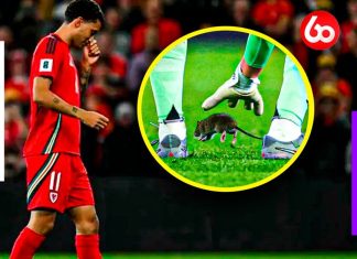 Las risas aún se escuchan en el estadio: un ratón interrumpió el partido entre Bélgica y Gales (Video)