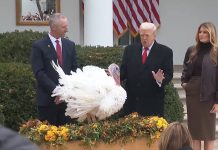 Donald Trump indultó a dos pavos, que se salvaron de ser cocinados en la tradicional cena de Acción de Gracias