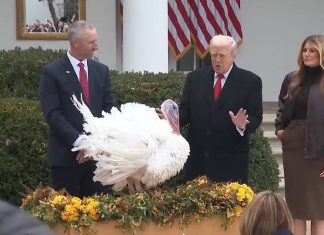 Donald Trump indultó a dos pavos, que se salvaron de ser cocinados en la tradicional cena de Acción de Gracias